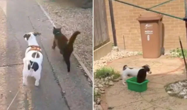 Facebook viral: gato acompaña a perrito durante su paseo y ambos se vuelven inseparables
