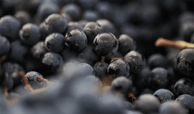 Las uvas se conservan mejor en una bolsa de plástico. Foto: AFP