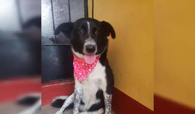 La cachorra se encuentra a las espera de un hogar que la reciba. Foto: difusión