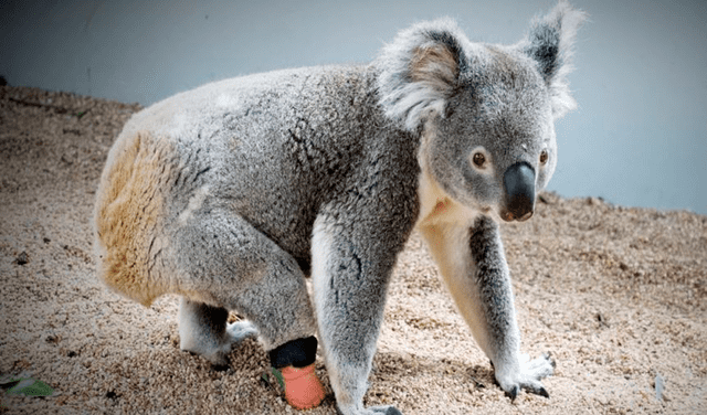 Dentista realiza una prótesis a koala que nació sin una pata