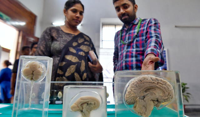 Diferentes etapas del desarrollo del cerebro humano dispuestos en una exposición científica realizada en India. Foto: AFP