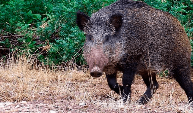 La caza de jabalíes es permitida en algunos países debido a que se trata de una especie de rápida reproducción y considerada una plaga. Foto: EFE   