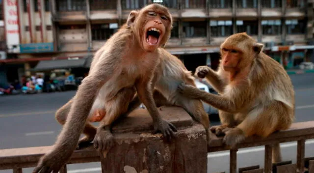 Los monos ocasionaron que el menor perdiera la vida tras aplastar su cabeza con una piedra. Foto: AFP   