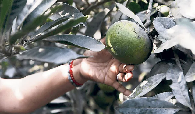 Bajo el sol. La agricultura orgánica desde el 2000 ha tenido una tasa de crecimiento del 10%. Foto: Marco Cotrina   