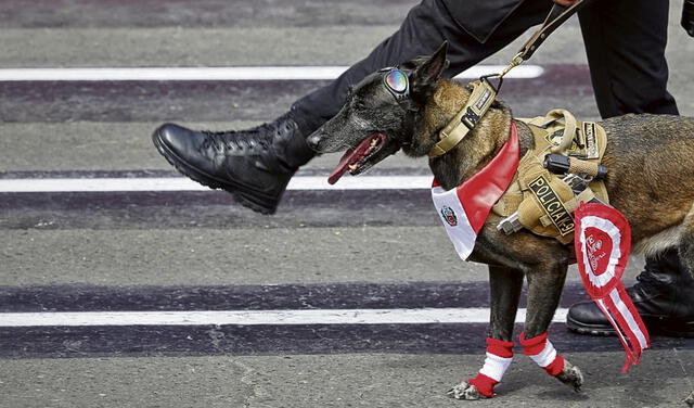 Canes en acción. Los perros de la Policía mostraron su destreza. Lucieron escarapelas y hasta banderas. Foto: Antonio Melgarejo/La República   
