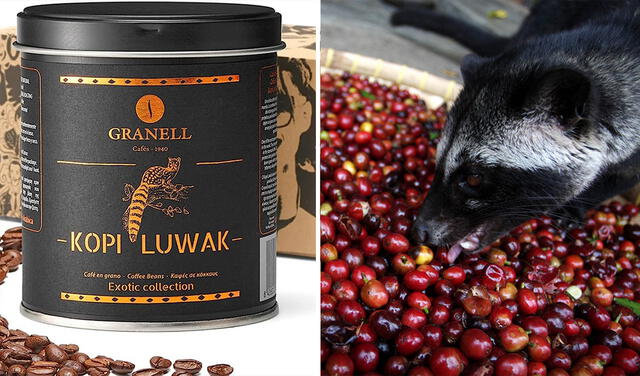 Cada 100 gramos de Kopi Luwak puede costar hasta 94 euros. Foto: composición LR/Amazon/Clarín   