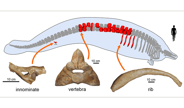  Tipos de huesos del P. colossus excavados hasta ahora. En total (en rojo), son 13 vértebras, 4 costillas y una parte de la pelvis. Imagen: Giovanni Biancucci    