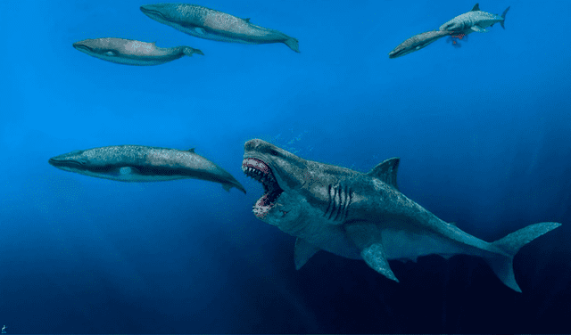  La dieta del megalodón estaba compuesta por ballenas pequeñas y medianas, así como otras especies. Imagen: JJ Giraldo    