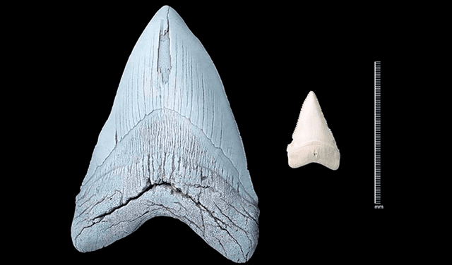  Comparación entre diente de megalodón y tiburón blanco. Foto: NHM    