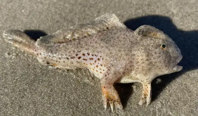  El espécimen hallado estaba muerto. Foto: Kerri Yare    