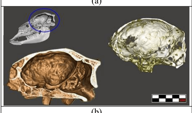 El estudio demuestra que la cabeza del supuesto ser humanoide es parte del cráneo de una llama. Imagen: International Journal of Biology and Biomedicine    