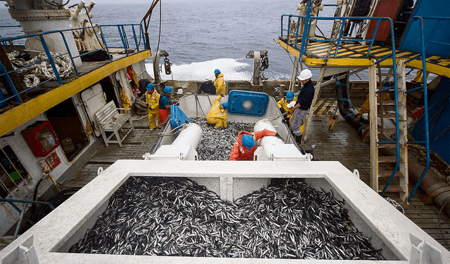  Propósito. Inflaron biomasa de anchoveta para ganar más. Foto: Andina   