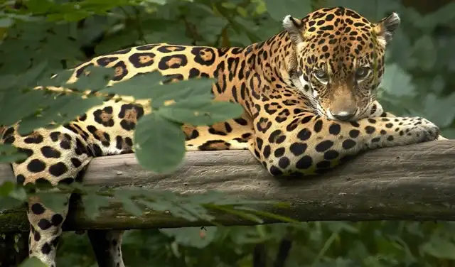  El Parque Nacional Alto Purús tiene más de 900 especies de animales. Foto: SPDA    