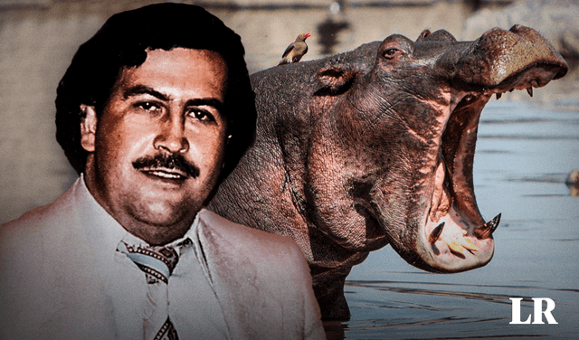 Uno de los hipopótamos de Pablo Escobar tendrá su propia película. Foto: composición LR   