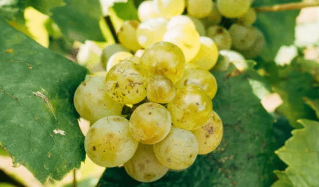 Perú es el principal exportador de uva al mercado de China. Foto: Unsplash   