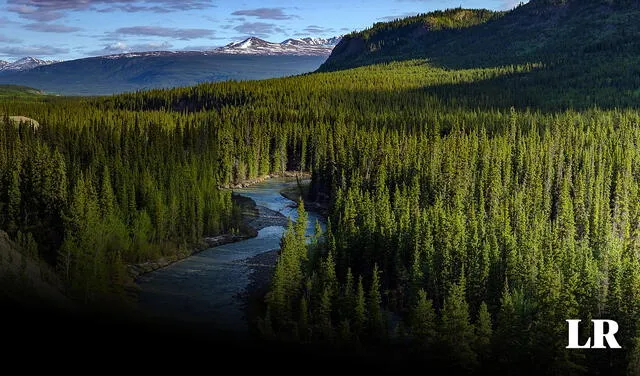 El bosque Boreal es el bosque más grande del mundo, que comprende países como Rusia y Canadá. Foto: NASA   