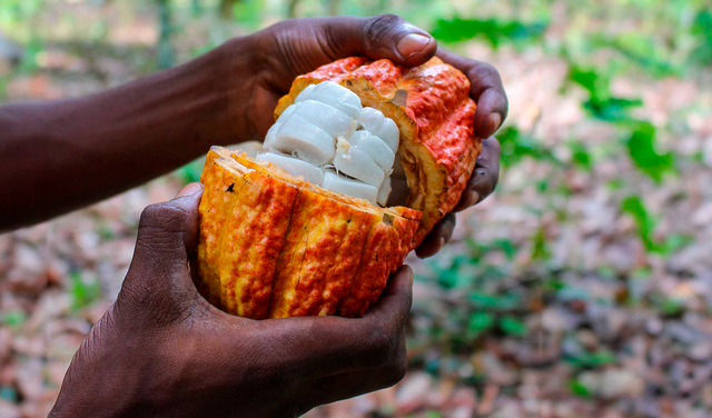 Este crecimiento ha sido impulsado por políticas que promueven la sostenibilidad y la calidad del cacao ecuatoriano. Foto: ETH Zurich.   