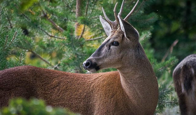 Huemul