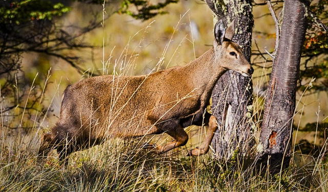 Huemul