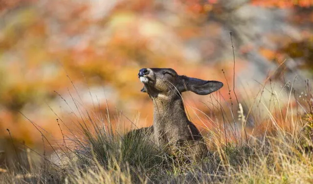 Huemul