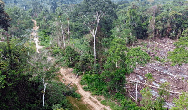 La carretera tendría un impacto ambiental negativo para los pueblos indígenas. Foto: difusión   