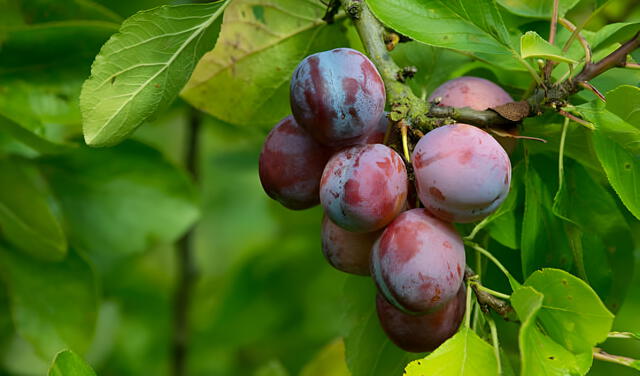  Conoce qué árboles frutales son ideales para ti si tienes un jardín pequeño. Foto: Certis Belchim 