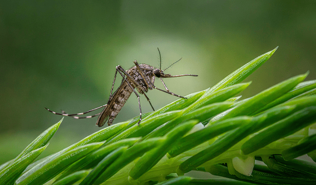  Los mosquitos Aedes aegypti localizan a sus víctimas mediante señales como el dióxido de carbono, el calor corporal y la radiación infrarroja. Foto: Pexels   