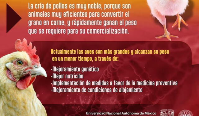 Publicación aclarando los mitos sobre el pollo. Foto: Aplicación X 