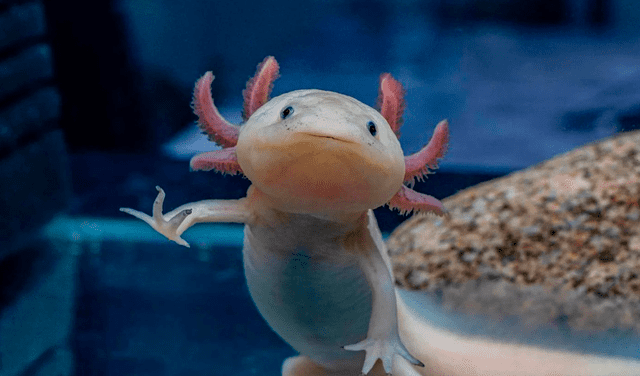  El ajolote puede llegar medir hasta 30 centímetros. Foto: difusión   