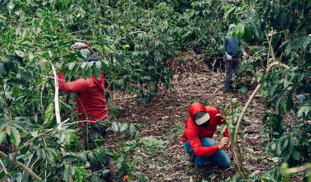 Los inmigrantes son clave en la economía del estado. Foto: The New York Times. Los inmigrantes son clave en la economía del estado. Foto: The New York Times.