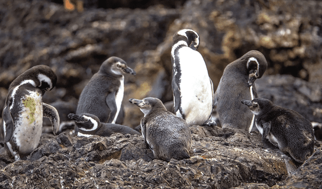  El excremento de pingüino podría ser un aliado improbable en la lucha contra el cambio climático. Foto: Animalia