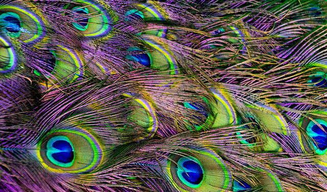 El plumaje del pavo real posee estructuras que le permiten reflejar la luz en otros colores. Foto: Pexels El plumaje del pavo real posee estructuras que le permiten reflejar la luz en otros colores. Foto: Pexels