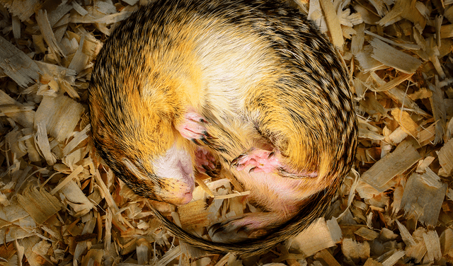  Las ardillas pueden controlar la insulina, que les hace ganar peso, y la disminuyen en la hibernación. Foto: Robert Streiffer   