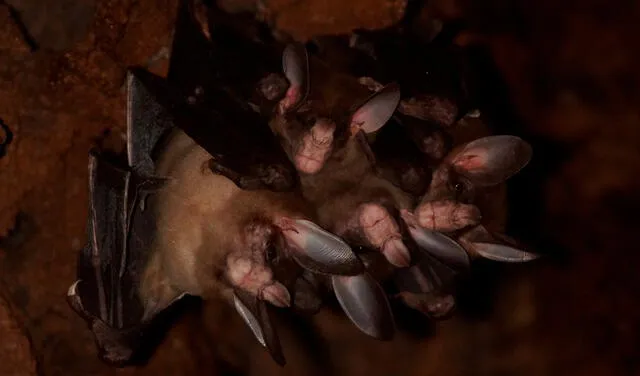  Cuatro murciélagos en su refugio (presumiblemente macho, hembra y dos cachorros). Foto: PLOS One   