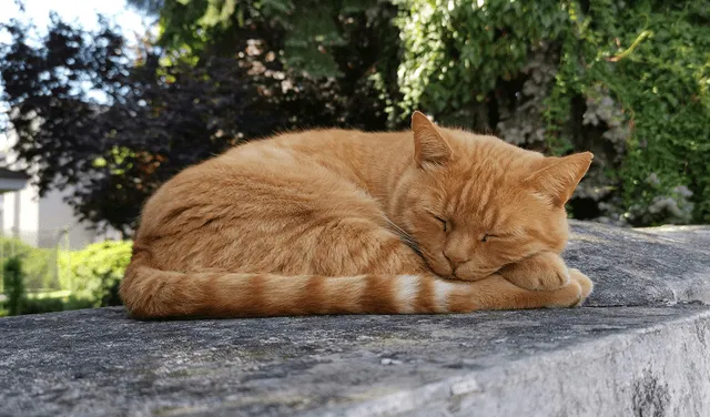 Dormir del lado izquierdo también les permite a los gatos tener una visión óptima frente depredadores. Foto: Pexels Dormir del lado izquierdo también les permite a los gatos tener una visión óptima frente depredadores. Foto: Pexels