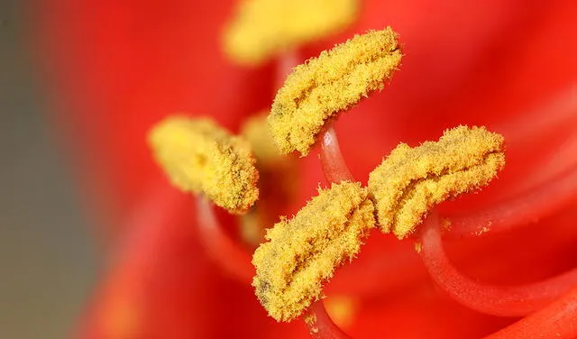  El polen son unos polvos microscópicos producidos por las plantas (árboles, césped y hierbas). Foto: Wikimedia   