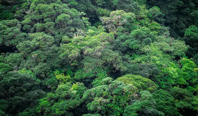 Dosel del bosque tropical amazónico. Foto: César Badilla/Unplash   