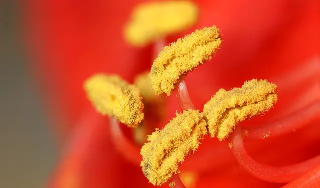  El polen son unos polvos microscópicos producidos por las plantas (árboles, césped y hierbas). Foto: Wikimedia   