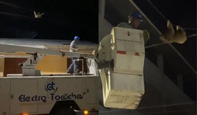 El técnico de Electro Tocache fue captado en vídeo mientras batallaba con el perezoso.   