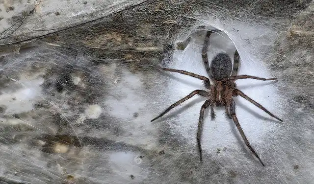 Araña tejedora de granero o más conocida como araña doméstica (Tegenaria domestica) en la Cueva de Azufre. Foto: István Urák/Subterranean Biology Araña tejedora de granero o más conocida como araña doméstica (Tegenaria domestica) en la Cueva de Azufre. Foto: István Urák/Subterranean Biology