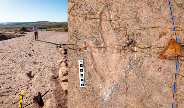  Carreras Pampa conservó huellas de terópodos, que son dinosaurios bípedos con tres dedos. Foto: Jeremy McLarty/Raúl Esperante   