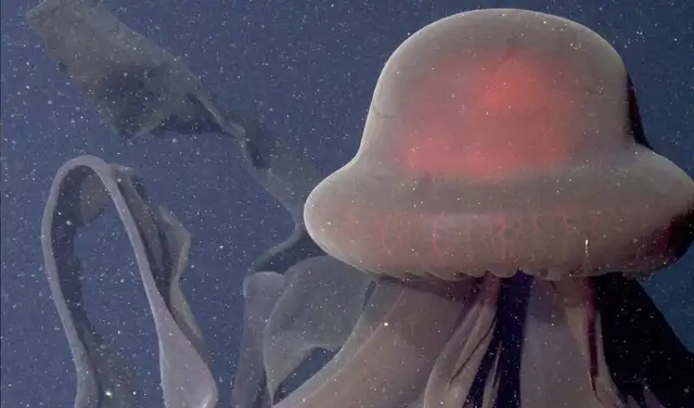 La cabeza en forma de campana (la parte principal de su cuerpo) puede medir más de un metro. Foto: Schmidt Ocean Institute La cabeza en forma de campana (la parte principal de su cuerpo) puede medir más de un metro. Foto: Schmidt Ocean Institute