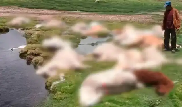 Rayos impactaron en el campo donde las alpacas pastaban en Ayacucho.
