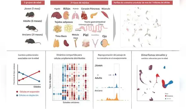 Mapa celular elaborado por los investigadores que muestra cómo cambian distintos tejidos del organismo en diferentes momentos de la vida. Foto: BioRender.com