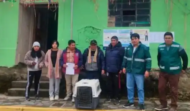 Serfor alertó que la ocurrencia de incendios forestales genera que muchos osos se acerquen a zonas pobladas. Foto: difusión   