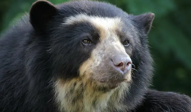 El oso andino ayuda a dispersar semillas y mantiene el equilibrio de la biodiversidad. Foto: referencial/difusión  