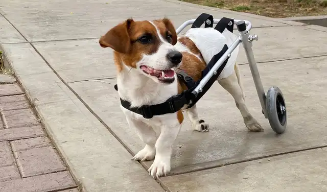 El primer prototipo de silla de ruedas para mascotas fue a Canelita. El primer prototipo de silla de ruedas para mascotas fue a Canelita.