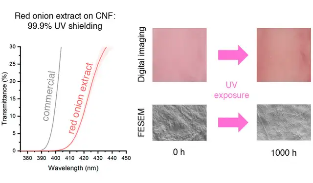 La cáscara de cebolla logró el bloqueo de los rayos UV. Foto: Universidad de Turku