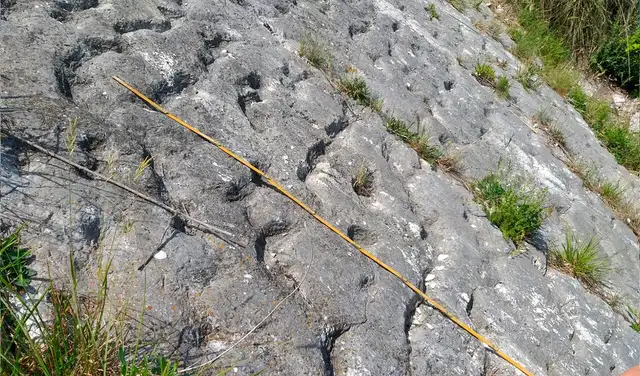 Las marcas parecen ser el resultado de tortugas que huyeron de un terremoto que provocó una avalancha submarina. Foto: Paolo Sandroni