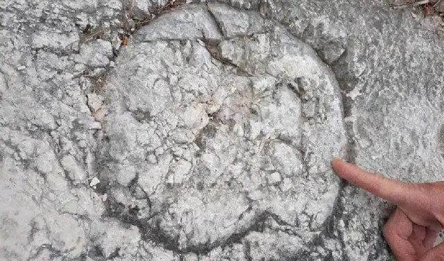Un rastro fósil realizado por un organismo marino en la superficie del mismo lecho de huellas. Foto: Science Direct